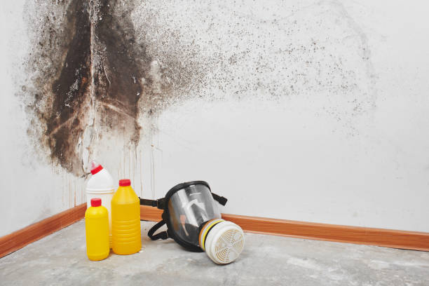 Best Mold Testing and Removal  in Basye, VA