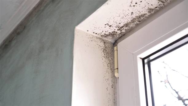 Best Mold Remediation  in Basye, VA