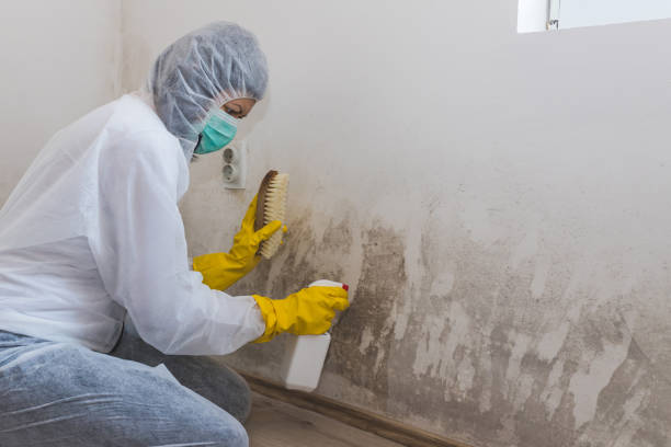 Best Same-Day Mold Removal  in Basye, VA