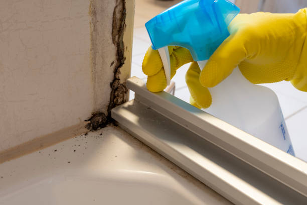 Best Mold Remediation Experts  in Basye, VA