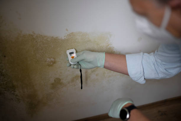 Mold Testing and Removal in Basye, VA