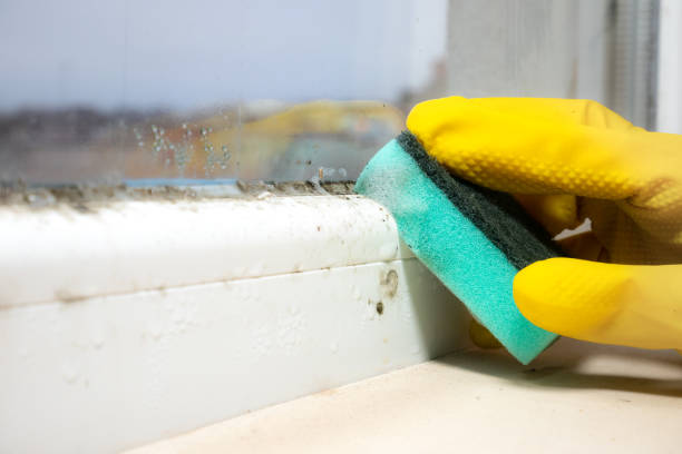 Best Toxic Mold Removal  in Basye, VA