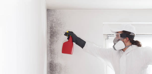 Best Black Mold Removal  in Basye, VA