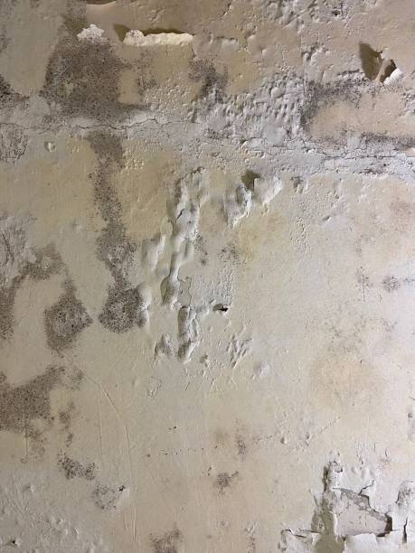 Best Mold Testing  in Basye, VA