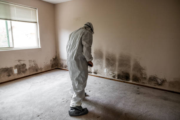 Best Mold Remediation  in Basye, VA