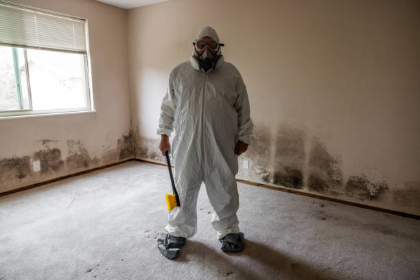 Best Attic Mold Removal  in Basye, VA