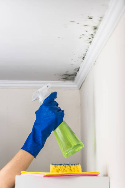 Best Certified Mold Removal  in Basye, VA